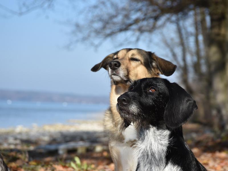 Michls Hundeschule