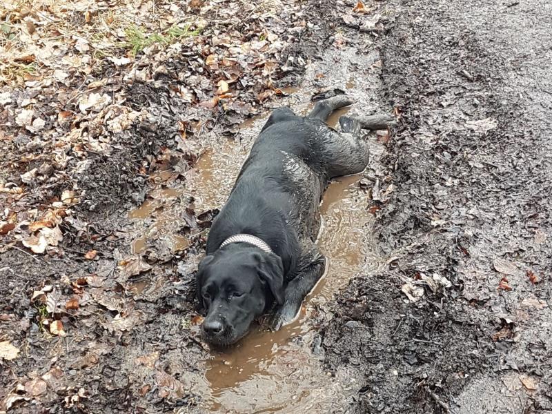 Hundesalon Sundern