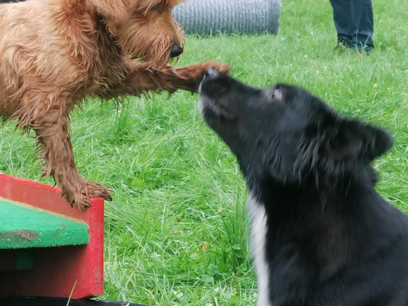 Sportverein für Hundefreunde (SFH) e.V.