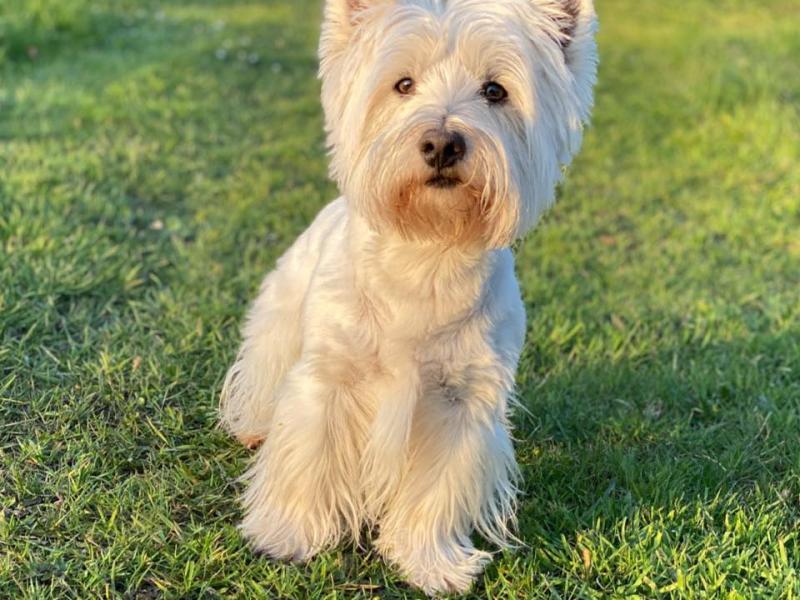 Eliza Ciurkot Hundesalon Pfotentreff