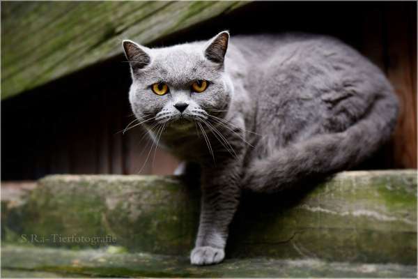 Katzenpension "Zur Feldmaus" T. Engelking