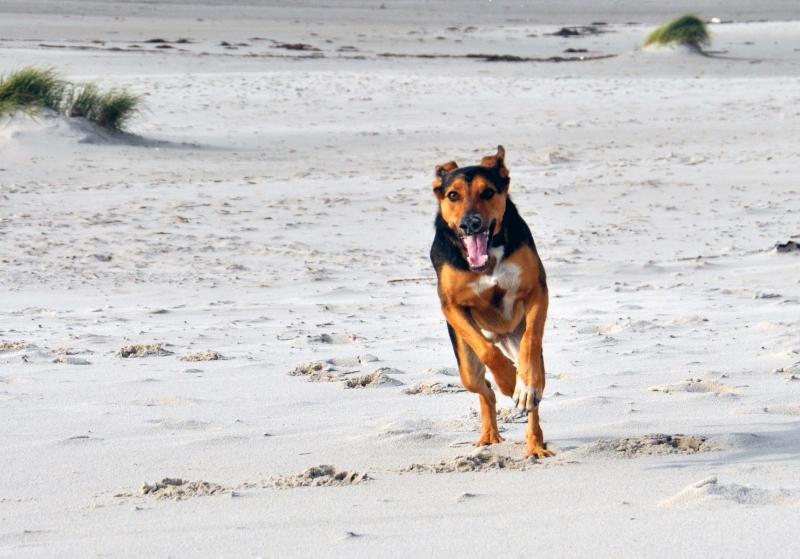 Hundeschule Pfiff und Pfote