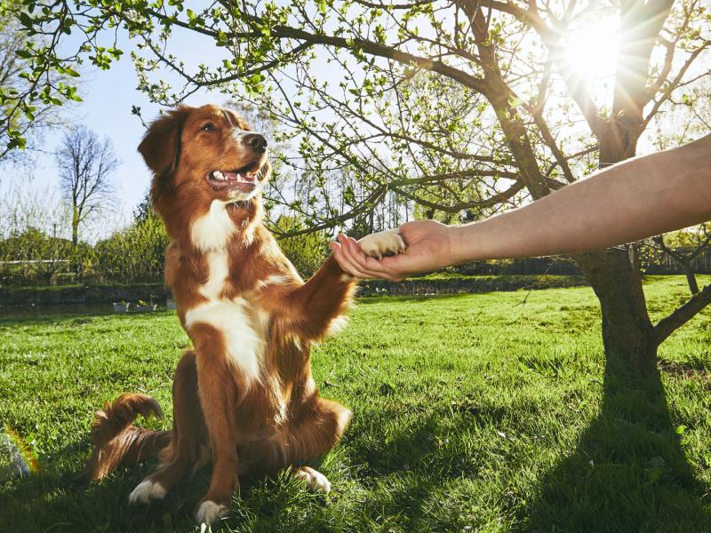 Kynos Hundeschule