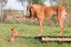 Susann Rose Hundezentrum Hundekom