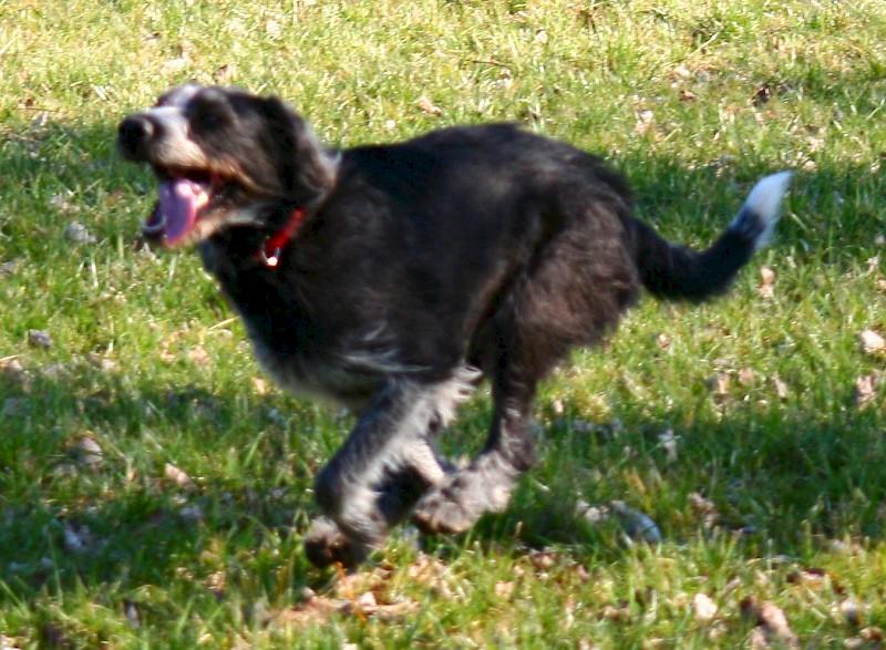 Hundeschule Große Freiheit