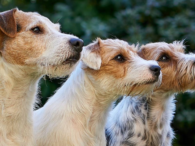 Parson Jack Russell Terrier