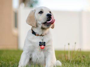 Hundeschule Sonthofen Bleib Hund Sabine Röthlein