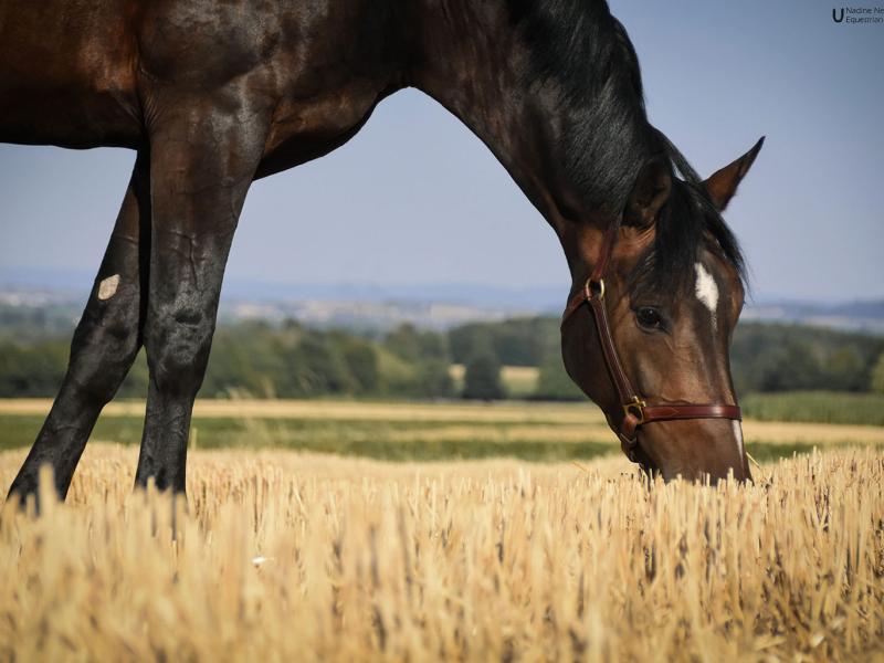 HORSETALENTS GmbH