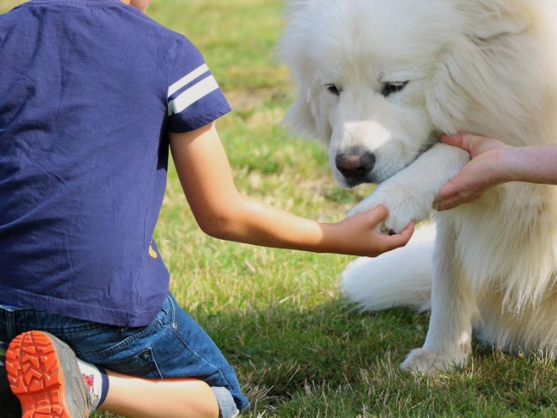 Familienhunde Perftal