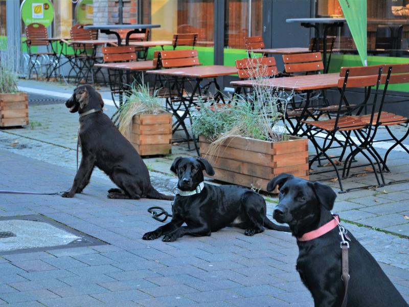 Hundeschule Küstenwolf Hundetraining