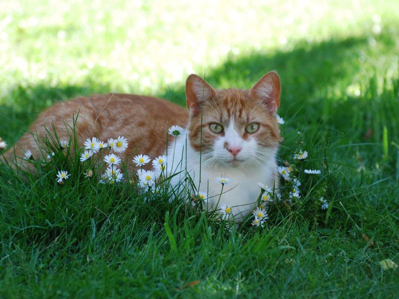 Katzenpension Kasa Miau