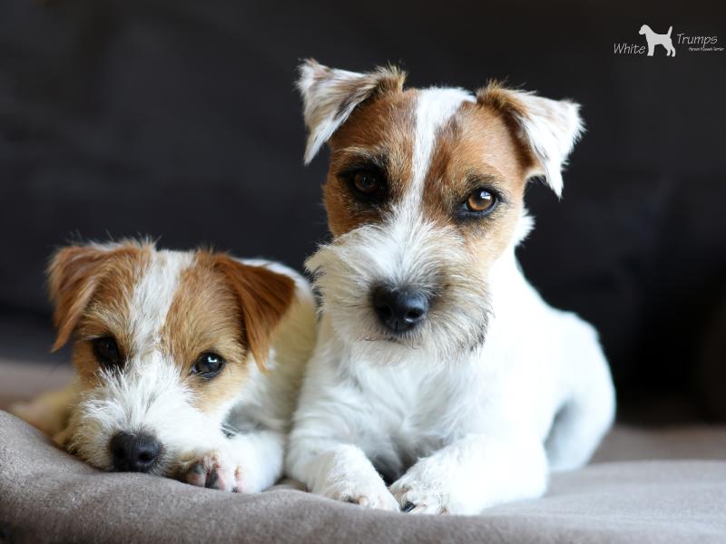 Kerstin Naumann Hundesalon Dog Style