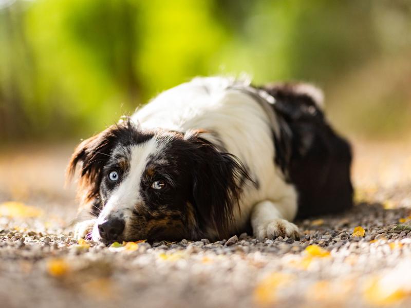 meyer Hundeschule Freude mit 4 Pfoten