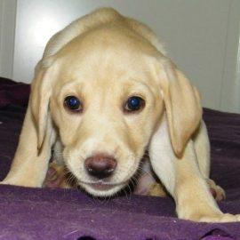 Labrador von der alten Oberförsterei