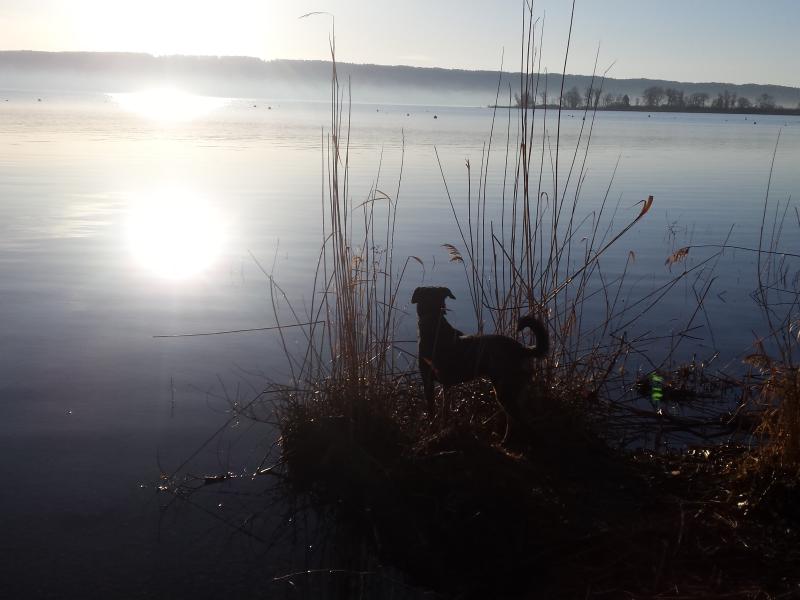 Hundeschule Ammersee