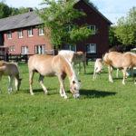 Haflinger Zucht- und Deckstation Heinrich Bispinghoff