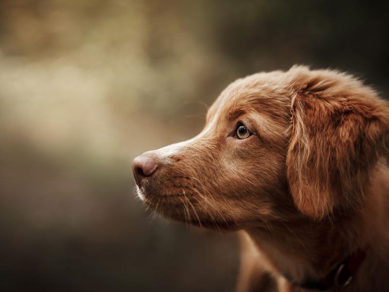 SIRIUS Hundeschule München