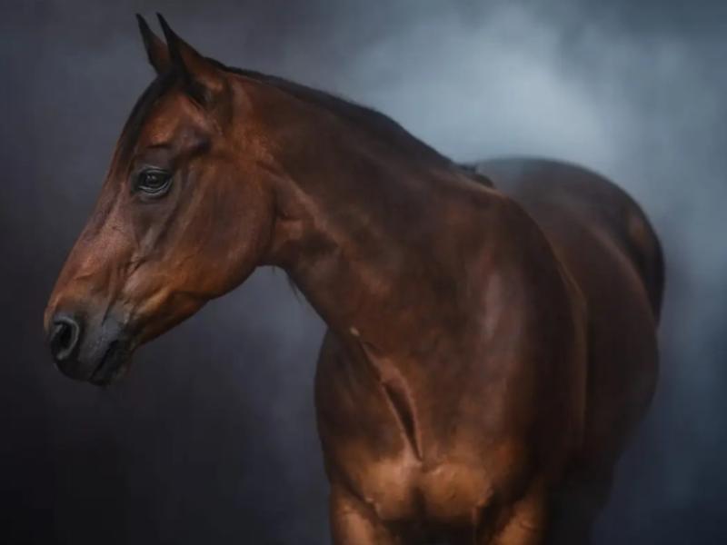 Svenja Kiekenbeck-Wipping Dienstleistungen für Tiere Wellness für Tiere