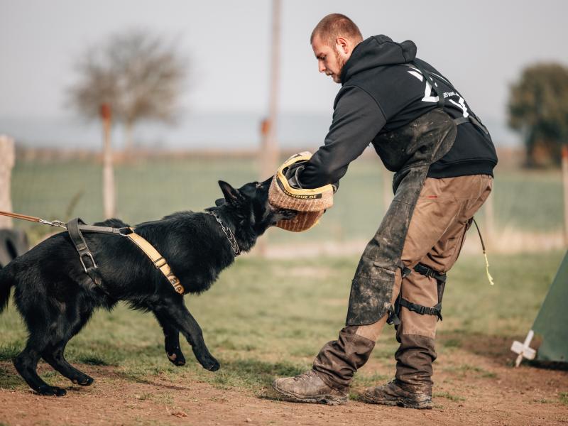 Schutz & Hund