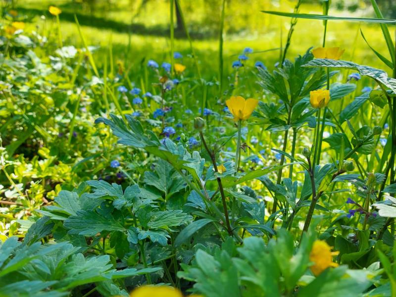 Tierpension Kamm UG (haftungsbeschränkt)