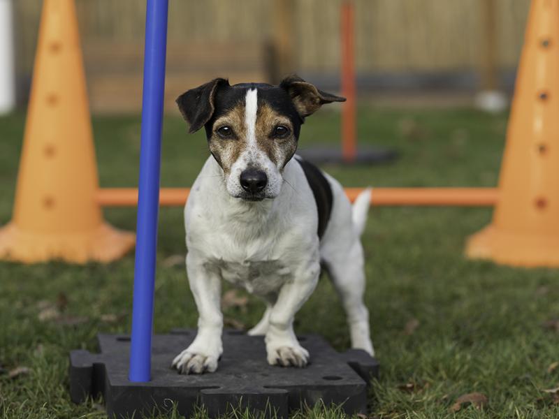 Daniela Reichert - Hundeschule Hundezentrum-Waltrop