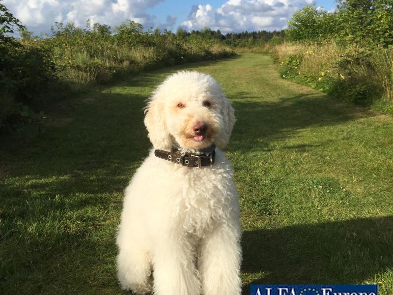 Germanys Next Top Labradoodle GbR Anna Imbro