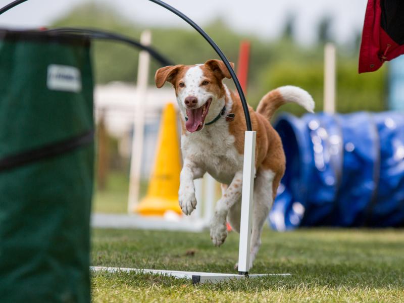 Hundesportverein Agility Team Duisburg e.V. - Mitglied im Deutschen Sporthund Verband e.V.