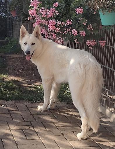 Weisse Schäferhunde von Geriths Hofen