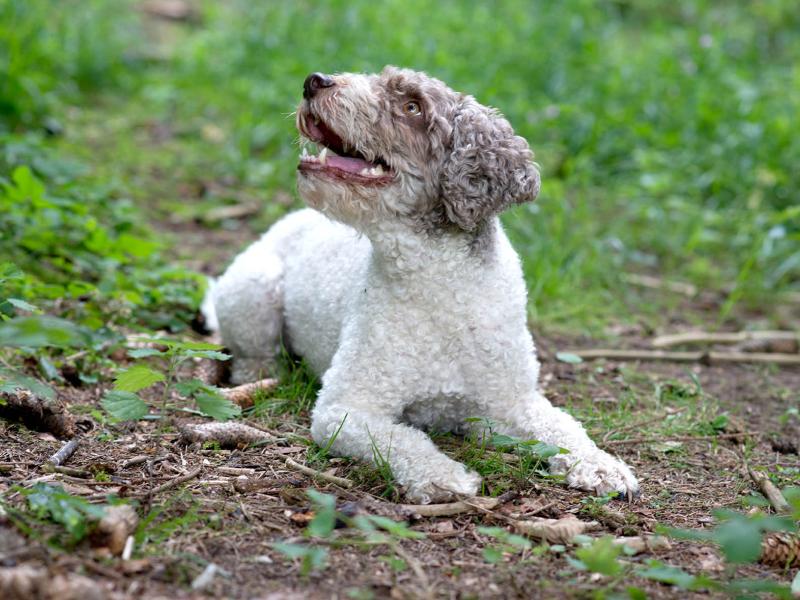 Hans-Jürgen Frantz-Bestler Tierfachmarkt und Hundeschule