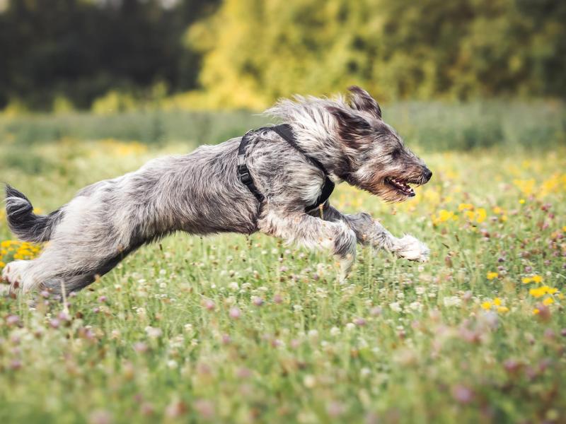 Mobile Hundeschule Murr