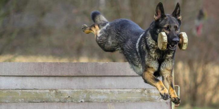 Ortsgruppe Schwerte e.V. im Verein für Deutsche Schäferhunde (SV) e.V.