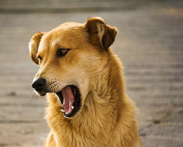 Gabriele Soth Hunde (er)leben