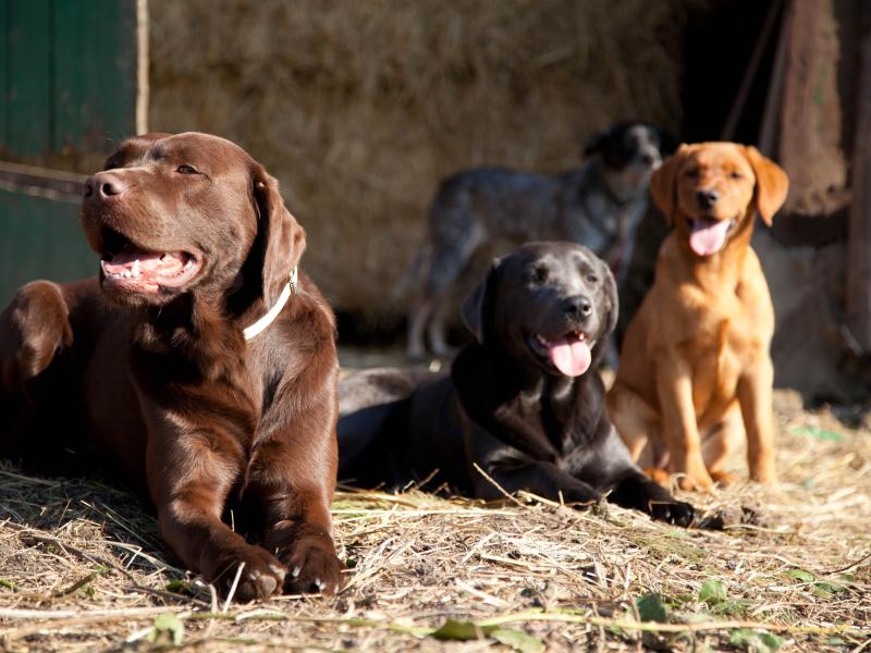 Labradorzucht Schaumburg