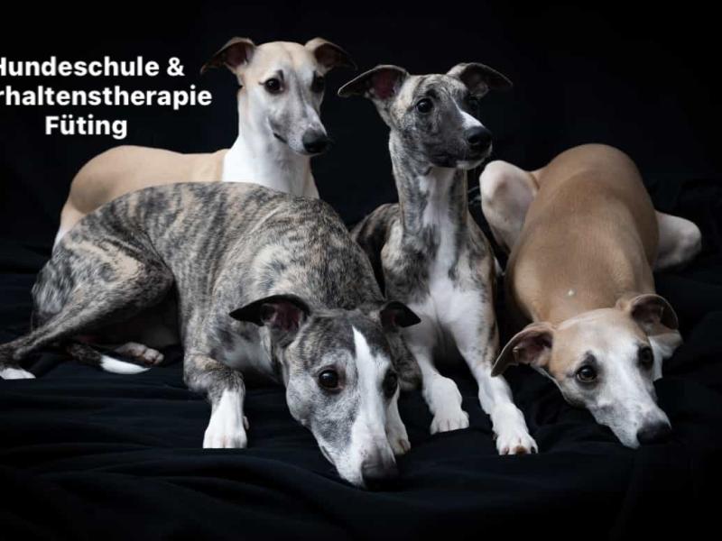 Hundeschule & Verhaltenstherapie Füting Recklinghausen