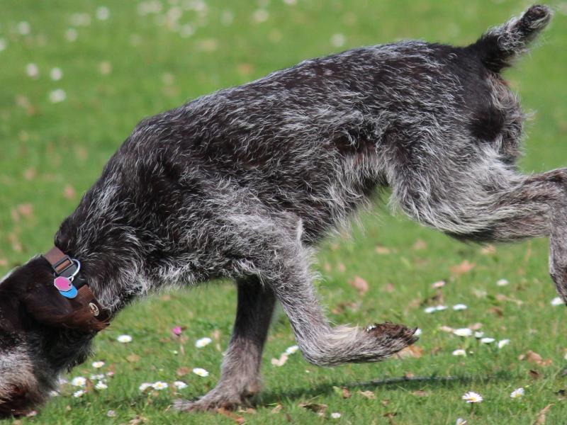 Hundeschule Was-Will-Ich