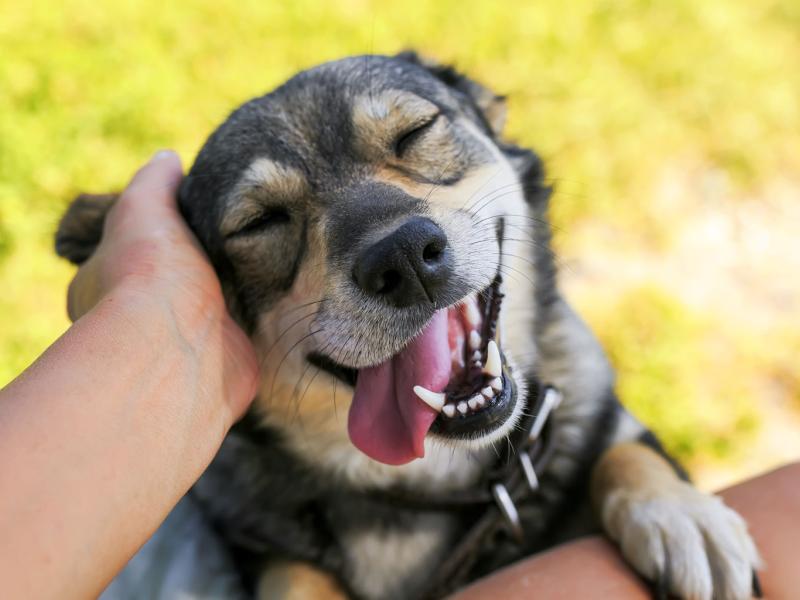 Dog's Academy - Die Schule für Sie und Ihren Hund