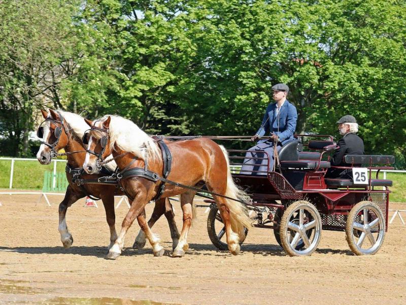 Fahr- und Reitstall Rafelt & Elwing GmbH