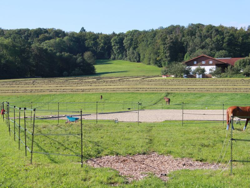 Dr. med. vet. Henning Schlumbohm Fachtierarzt für Pferde