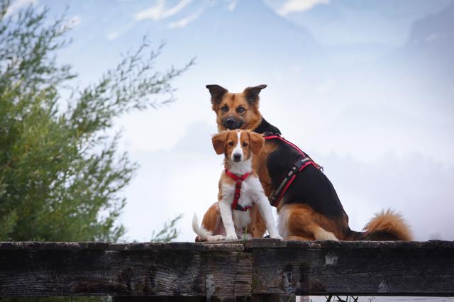 Buffy´s Hundeschule