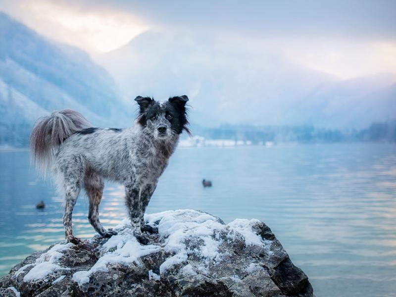 Petra Metz Wegbereiter Mensch wie Hund