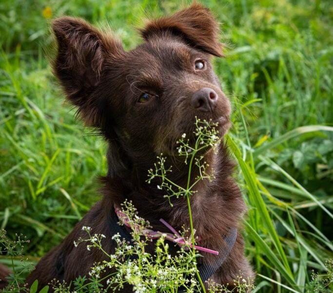 gROSEs Glück – Mensch und Hund gemeinsam