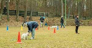 Verein der Hundefreunde Rodenbach e.V.