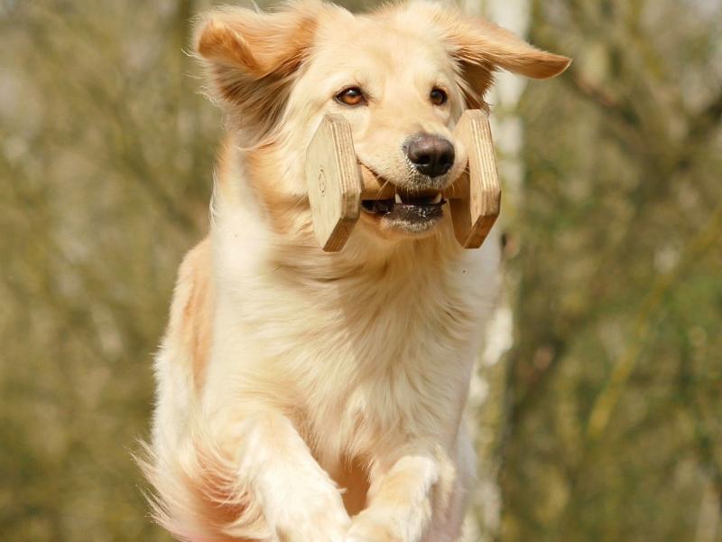 HHG Hundesportverein für Hovawarte und andere Gebrauchshunde, Hannover e. V.