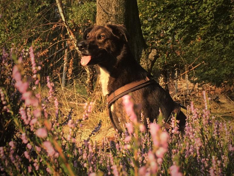 Hundsinnig Silke Reinshagen