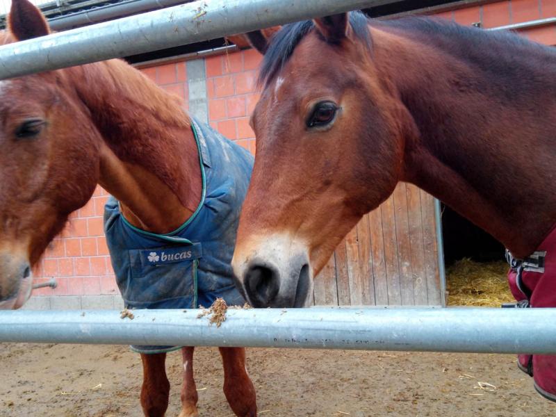 TRAB - Therapeutisches Reiten am Bodensee e.V.