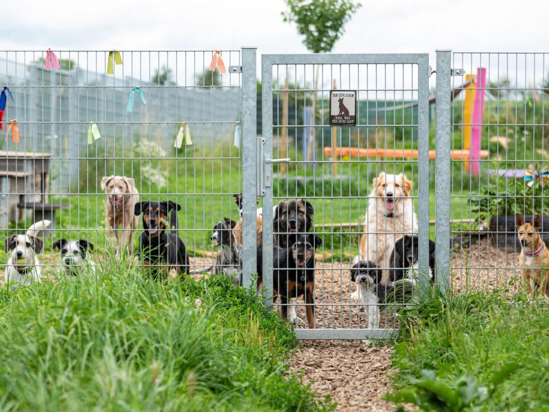 Daniela Langer Hundetagesstätte