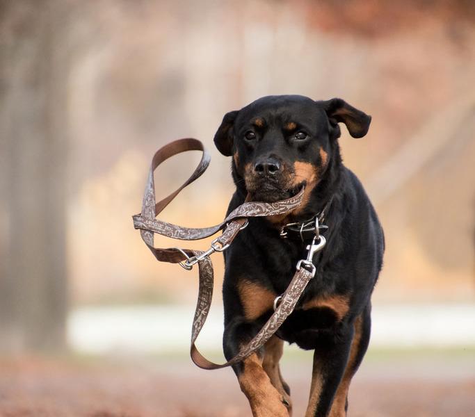 Wahnsinns-Hunde