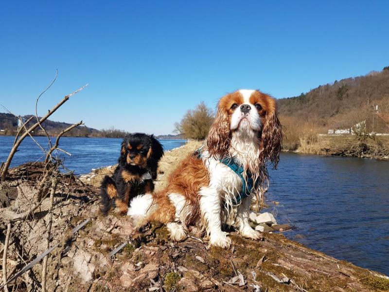 Cavalier King Charles