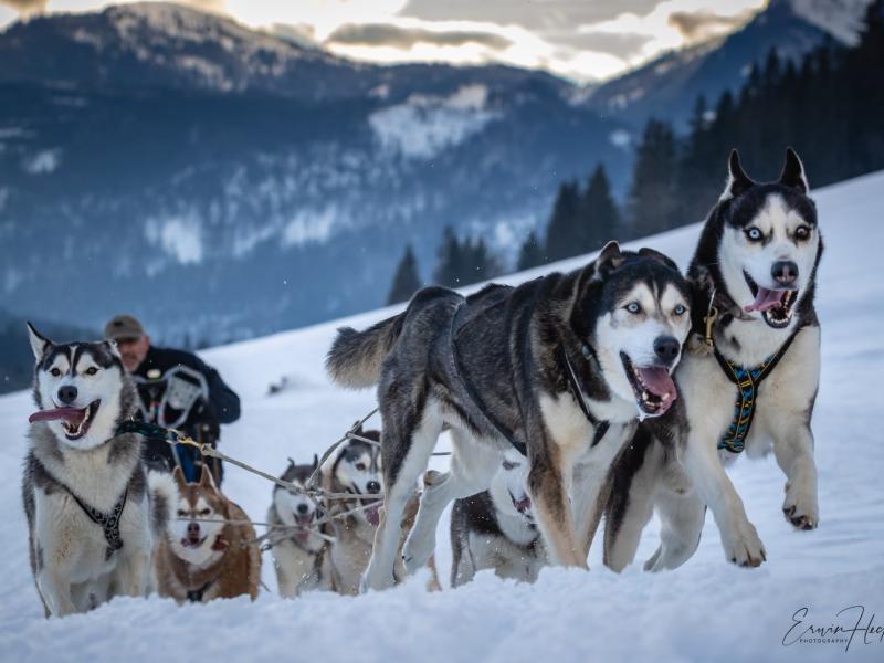 Schlittenhundesport Bayern SSB e.V.