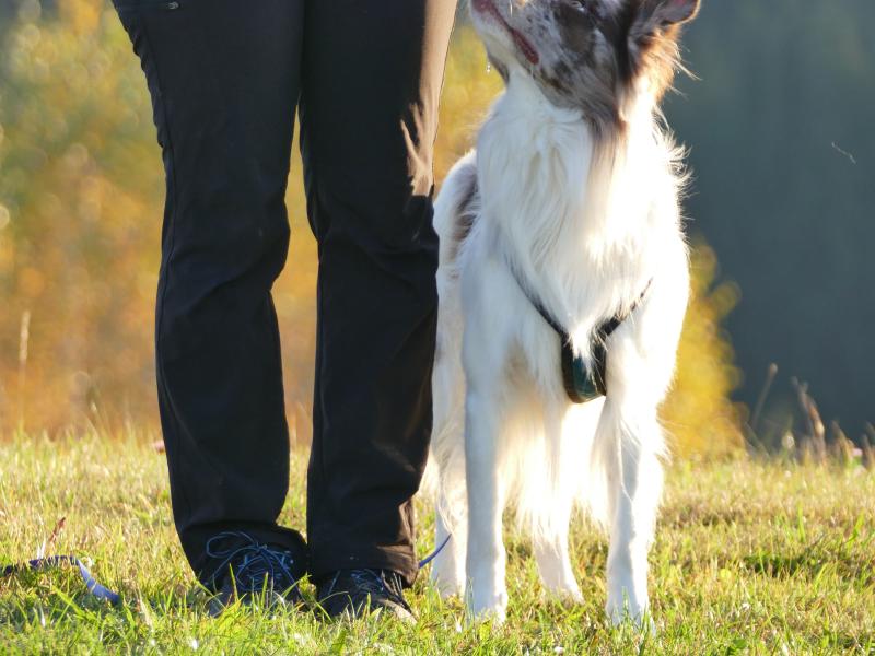 Hundeschule Brainy & Active Dogs